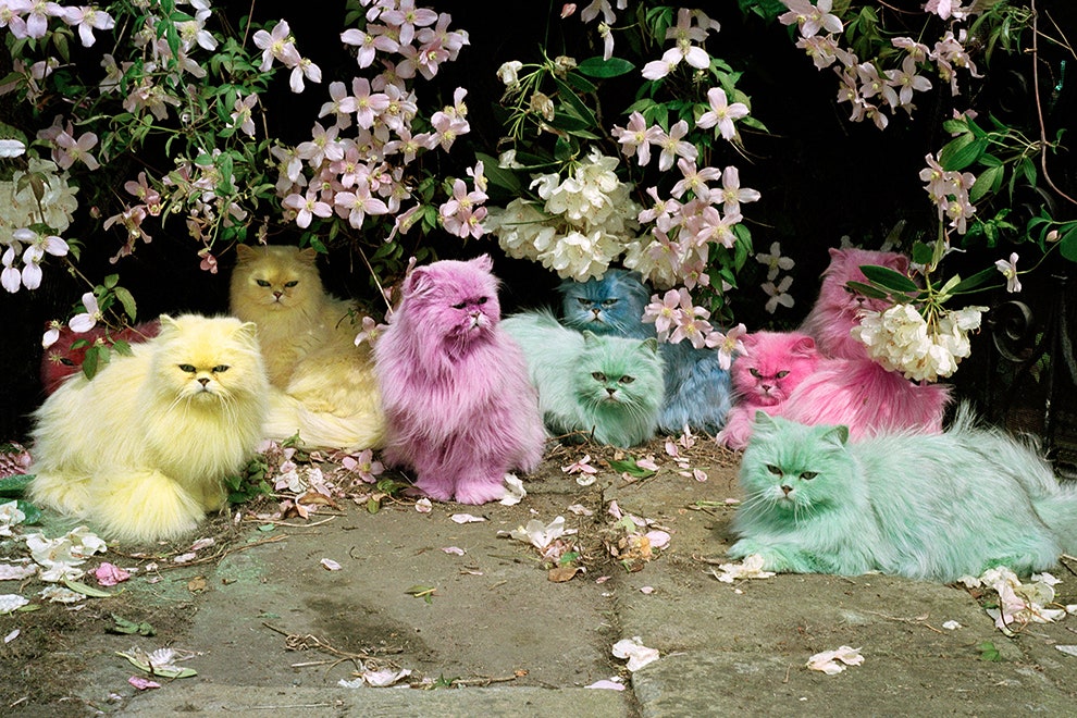 Тим Уокер. Pastel Cats. ЭглингемХолл Нортумберленд 2000