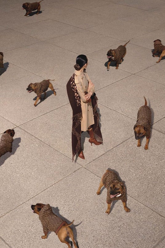Burberry создали самые модные костюмы для собачек