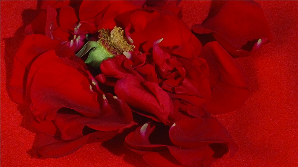 Кадр из «Красного фильма» Сары Квинар