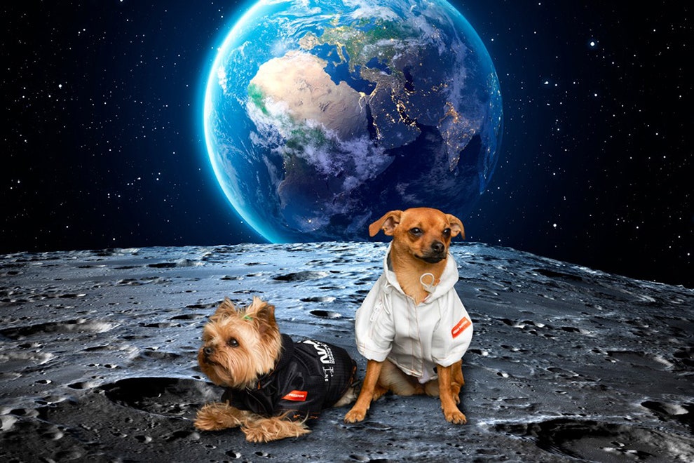 Heron Preston выпустили коллекцию одежды для собаккосмонавтов
