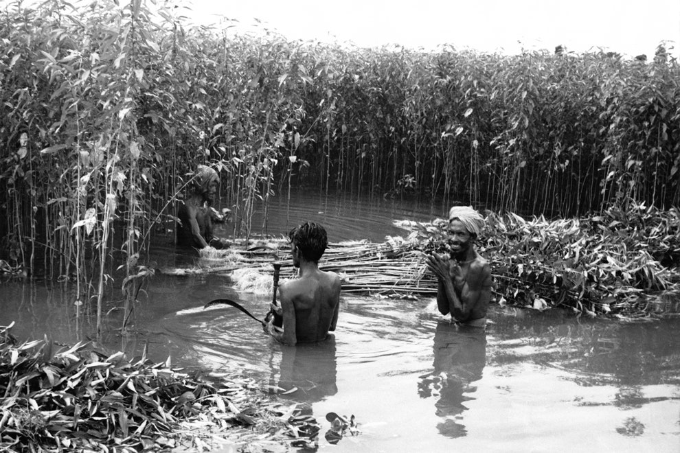 Добытчики джута в Индии 1964