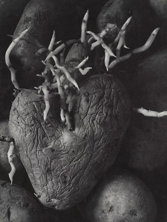Аньес Варда. «Картофельное сердце». Из серии «Воспоминание о выставке 1954 года» 1953