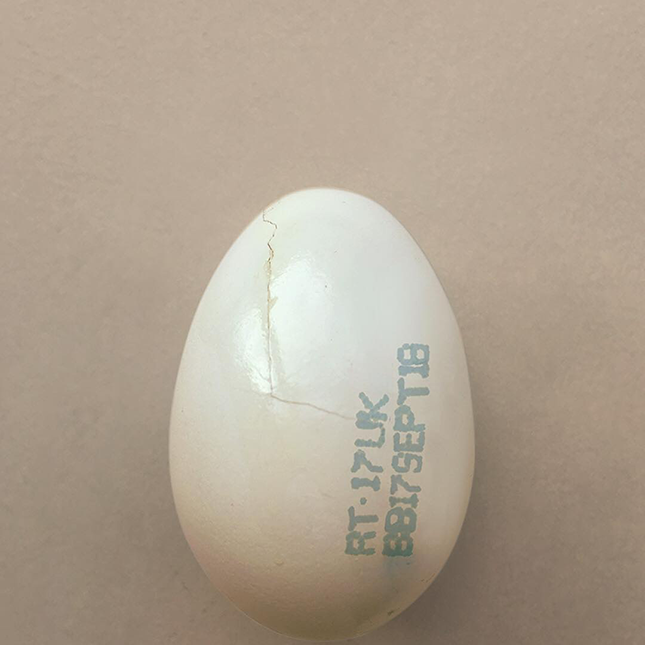 Burberry опубликовали в инстаграме фото самого модного яйца