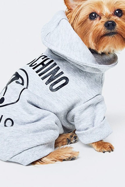 Модная одежда для собак Moschino х HM фото вещей для питомцев