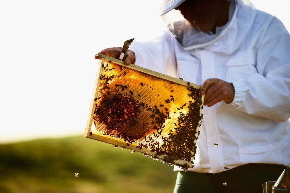 Guerlain открыл школу пчеловодства образовательные курсы начнутся во Франции в сентябре 2018