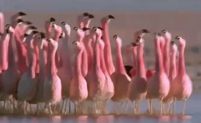Розовый фламинго и наряды с перьями фото с кутюрных показов 2018