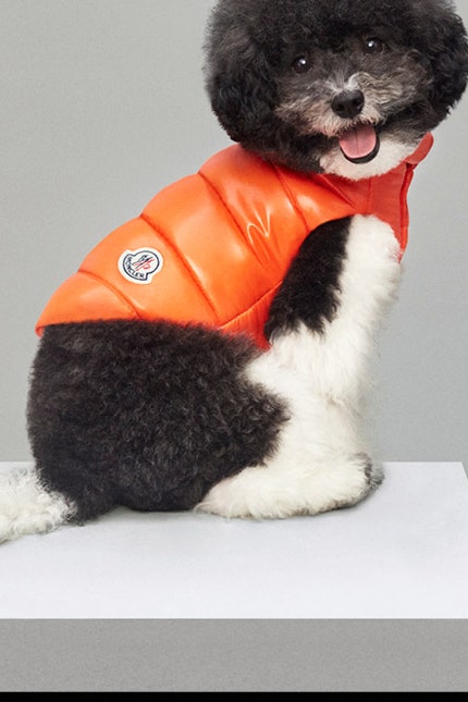Moncler выпускает для собак пуховики и вязаные курточки