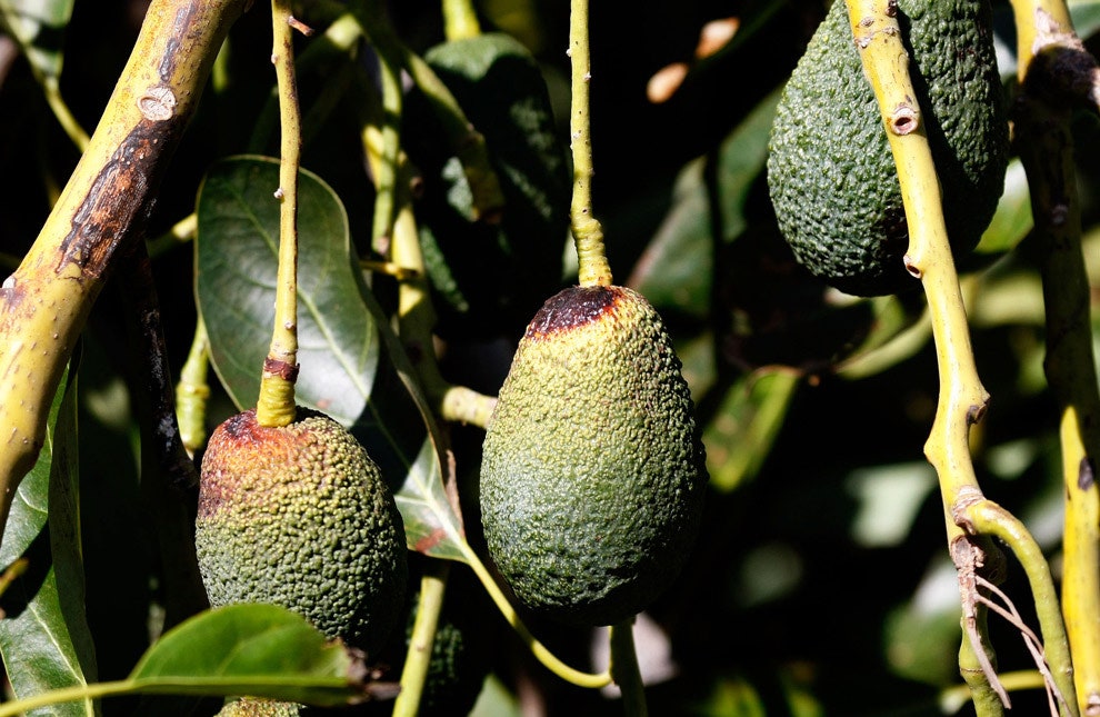 День авокадо почему все обожают этот плод и чего он стоит на самом деле