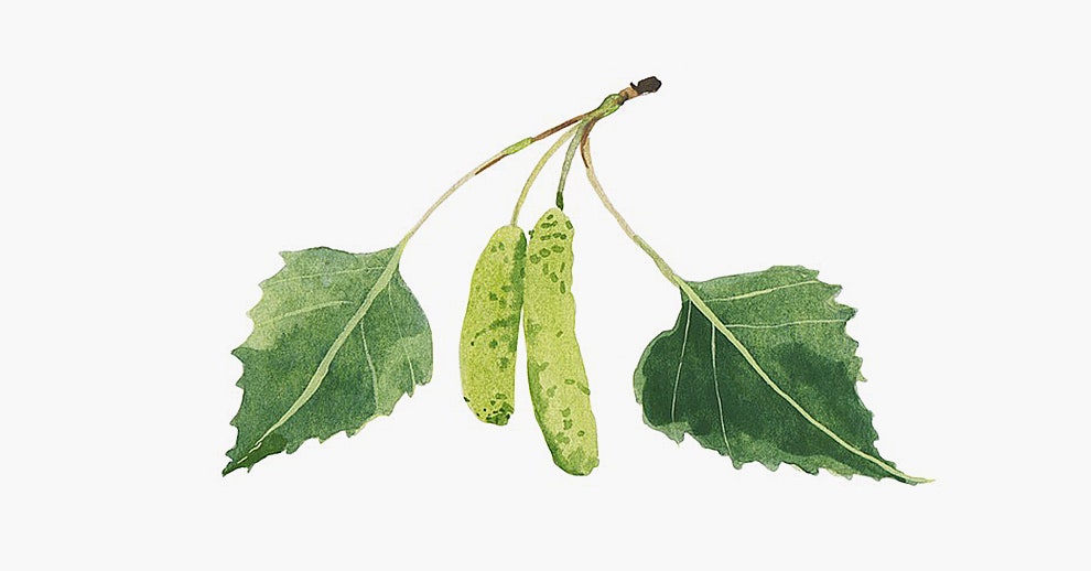 Как экстракт листьев березы помогает от целлюлита средства Weleda с ценным компонентом