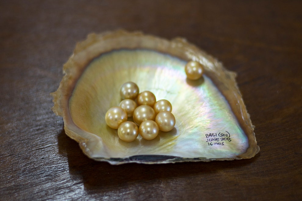 Как выращивают золотой жемчуг южных морей на ферме Jewelmer | Vogue