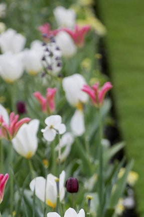 В Кенсингтонском дворце открыли сад принцессы Дианы White Garden | Vogue