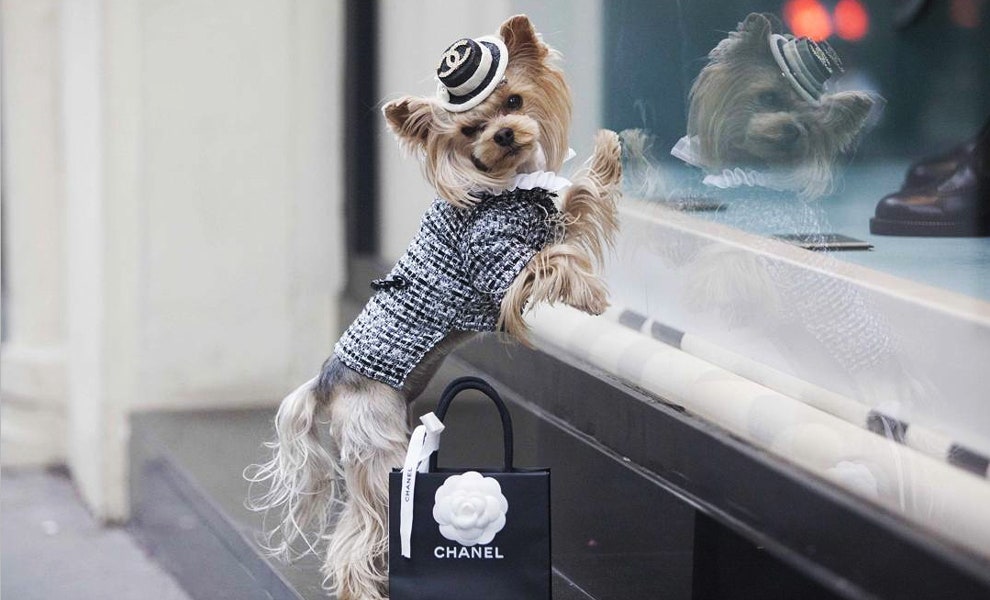 Неделя моды в Милане собака Лола  streetstyleзвезда
