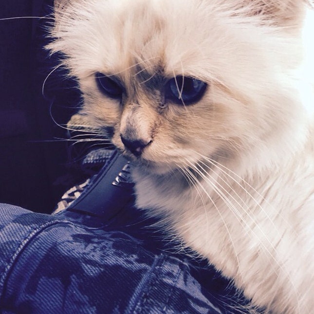 Секреты красоты кошки Шупетт как проходит день питомца Карла Лагерфельда | Vogue