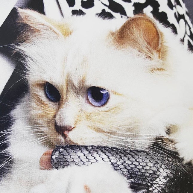 Секреты красоты кошки Шупетт как проходит день питомца Карла Лагерфельда | Vogue