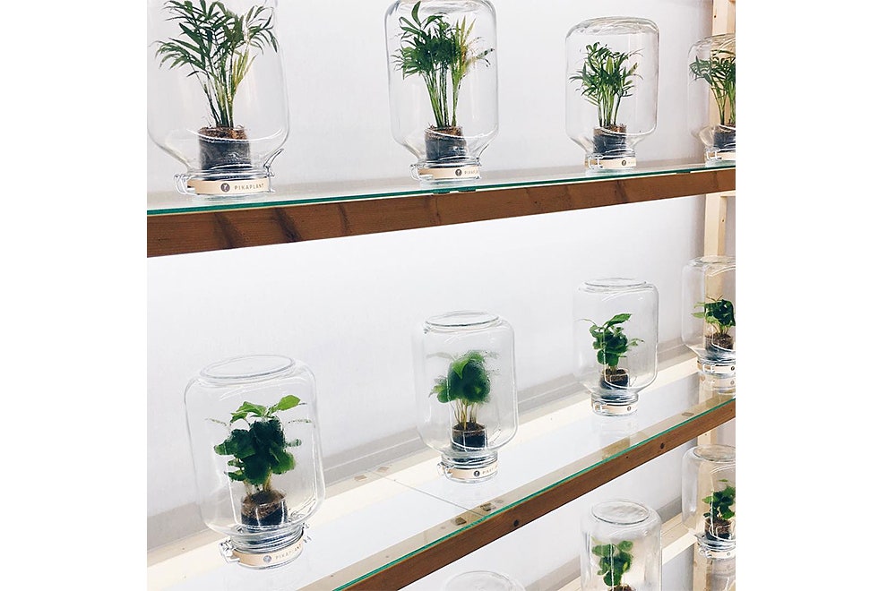 Устройства Pikaplant для комнатных растений горшок Jar платформа Tableau стеллаж One | Vogue