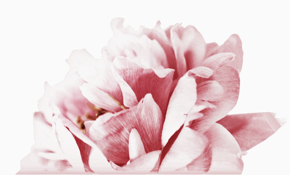 Красота редкого мускуса в новинке Shiseido Ever Bloom