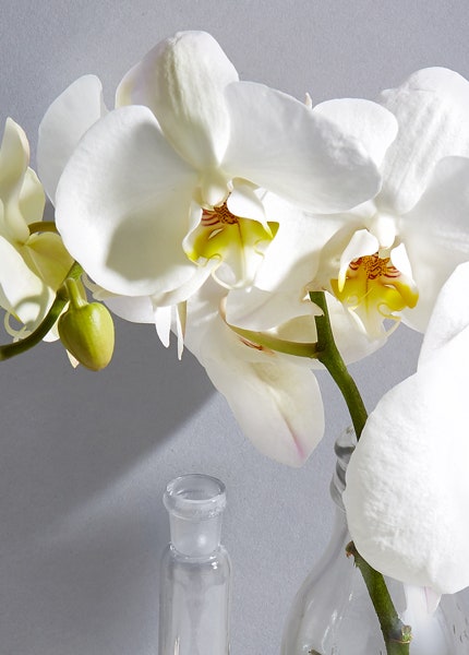 Крем Guerlain Orchidée Impériale сыворотки Uvenox AP2 и Kane NY от морщин и сухости кожи | Vogue