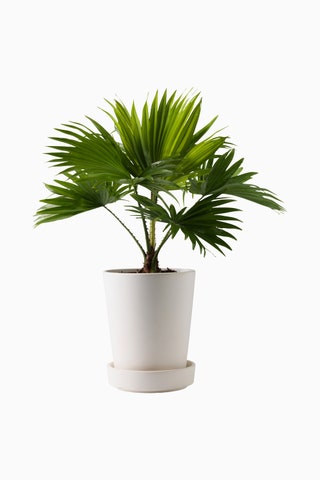 Ливистона 699 руб. ikea.com.