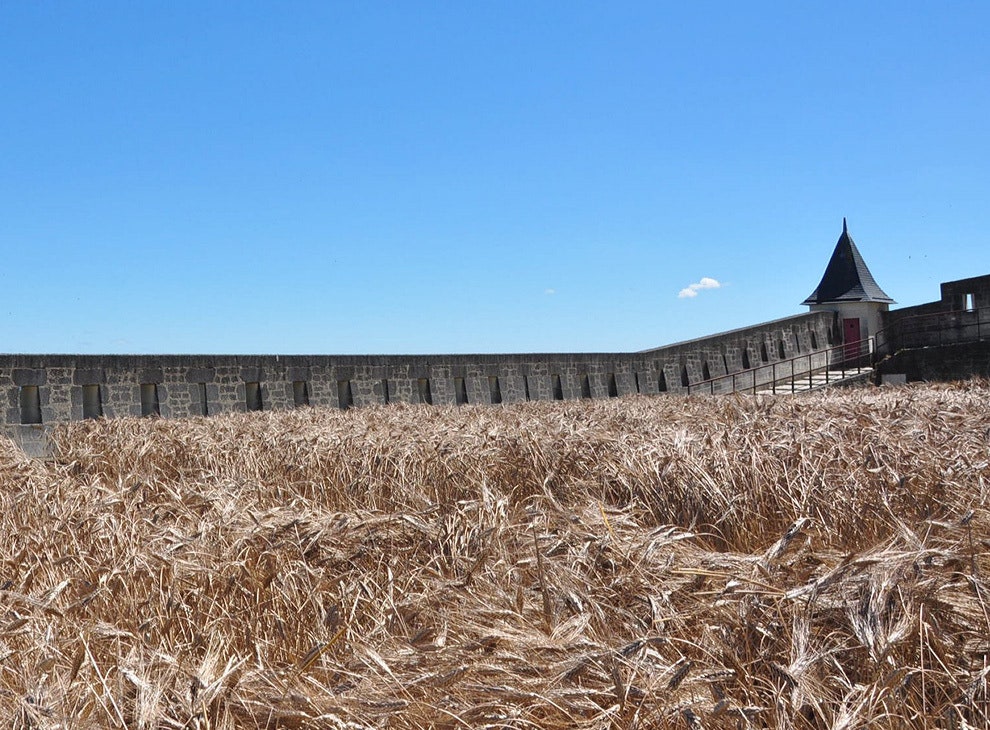 Пшеничные колосья в Сомюре на родине Габриэль Шанель инсталляция Гада Вейла | Vogue
