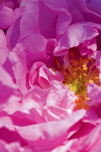 Dior La Colle Noire аромат майской розы с нотами гваякового дерева и теплой амбры