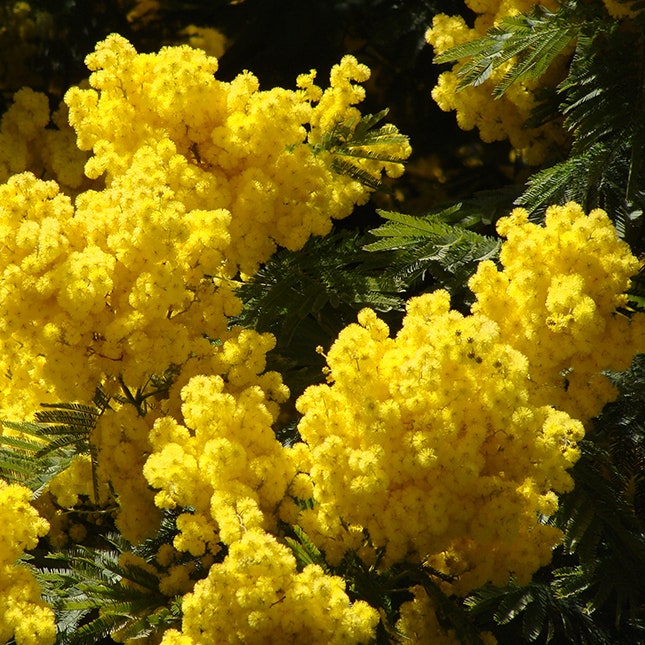 Аромат Infusion de Mimosa c пряными нотами самого весеннего цветка