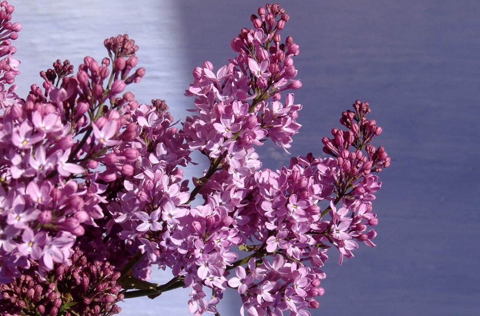 Цветущие кусты сирени Amouage Lilac Love распустились только в России