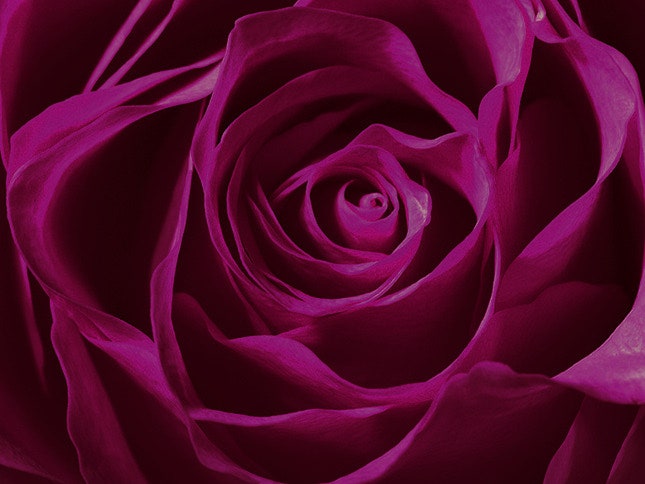 Аромат Valentina Rosa Assoluto во флаконе с бутоном розы из оборок | Vogue