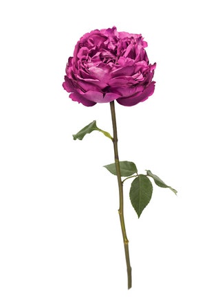 Роза сорта «Ив Пьяже».