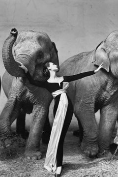 «Довима со слонами» знаменитая фотография продана на аукционе Christie's за 11 миллиона долларов