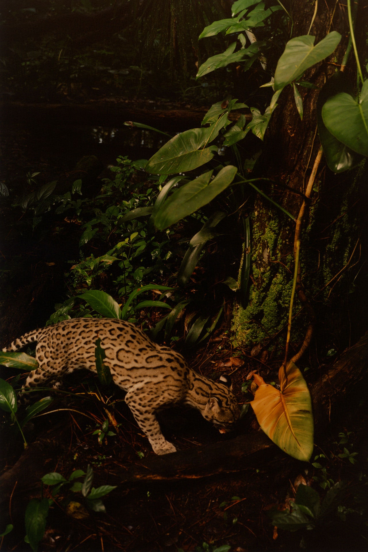 Фотограф Vogue Колин Доджсон выпустил биоразлагаемую книгу с фотографиями дикой природы Белиза