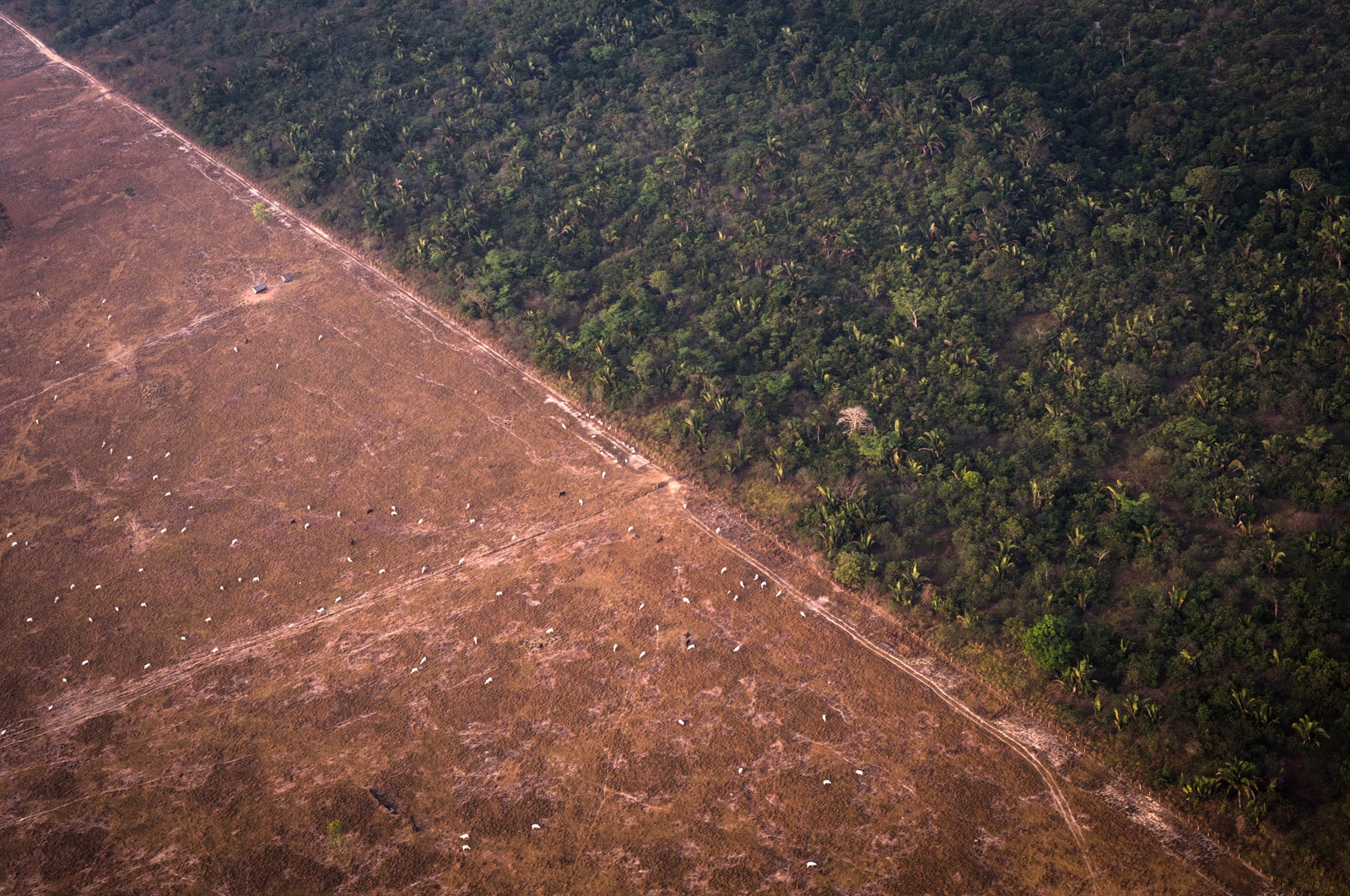 Пожары в дождевых лесах Амазонии 2019