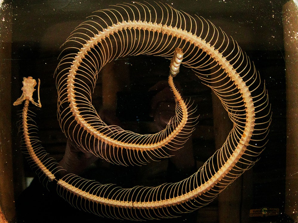 Энни Лейбовиц. Скелет гремучей змеи в гостиной Джорджии О'Киф. Абикиу 2010