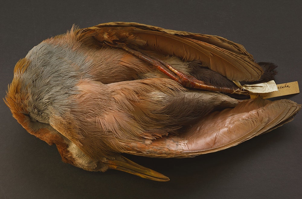 Энни Лейбовиц. «Образец птицы собранный Чарльзом Дарвином в путешествии на «Бигле» 2010