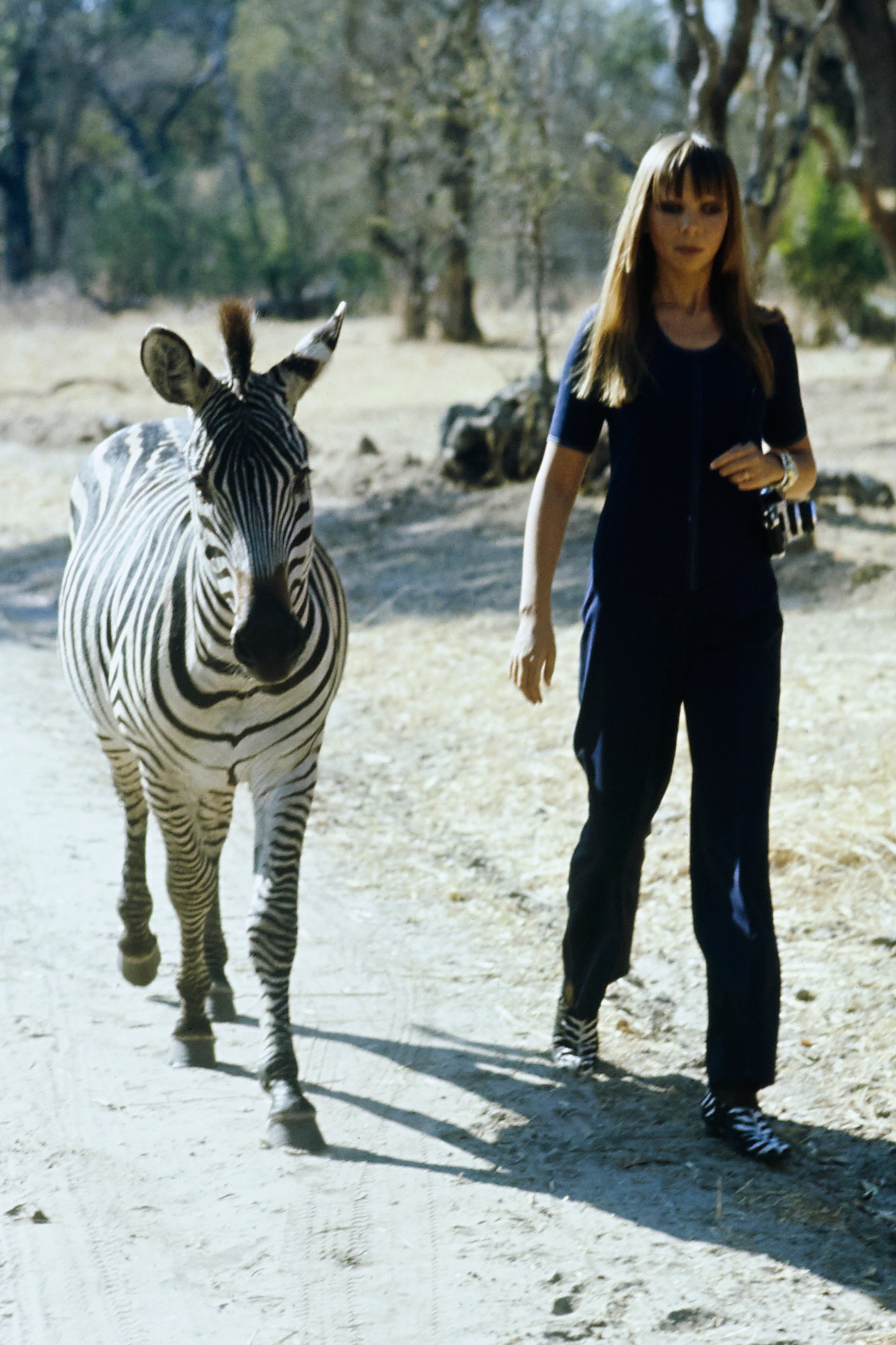 Vogue January 01 1971  Model Penelope Tree in Zambia's Livingstone game reserve walking along a dirt road with a zebra...