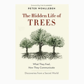 The Hidden Life of Trees Питер Воллебен 1490 abebooks.com  Соблюдая социальную дистанцию обнимаете только деревья Эта...