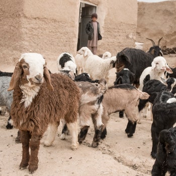 Afghanistan Herat Karokh district March 27 2019 Binasfh Darra village. Local goat herders of this community take part in...