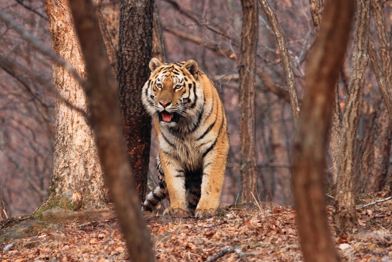 Амурский тигр в СихотэАлинском заповеднике