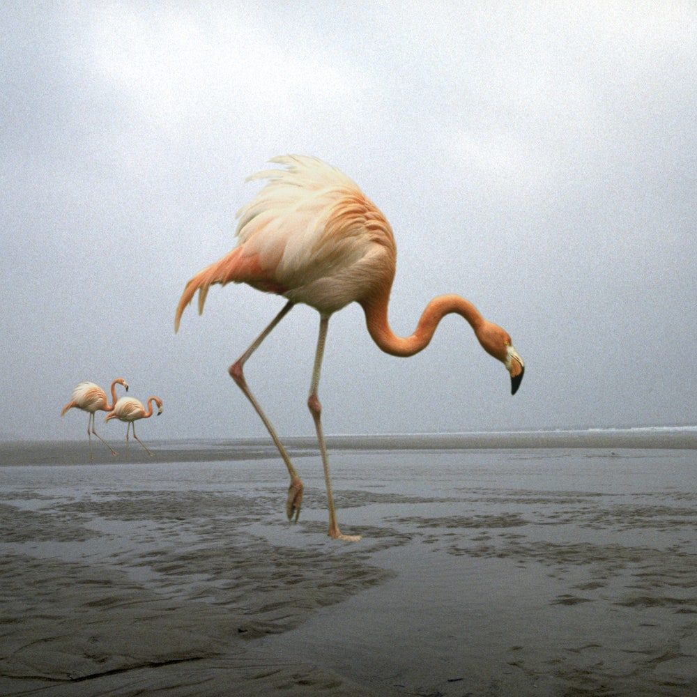 Франк Орват. «Фламинго» 1994
