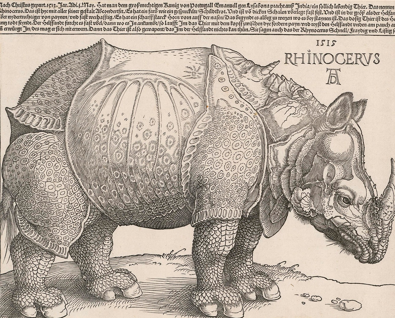 Альбрехт Дюрер. «Носорог». 1515